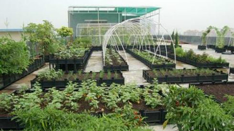 城里人真会玩,把蔬菜种到天上去了